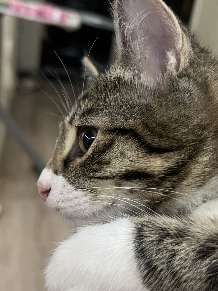 Котята бесплатно