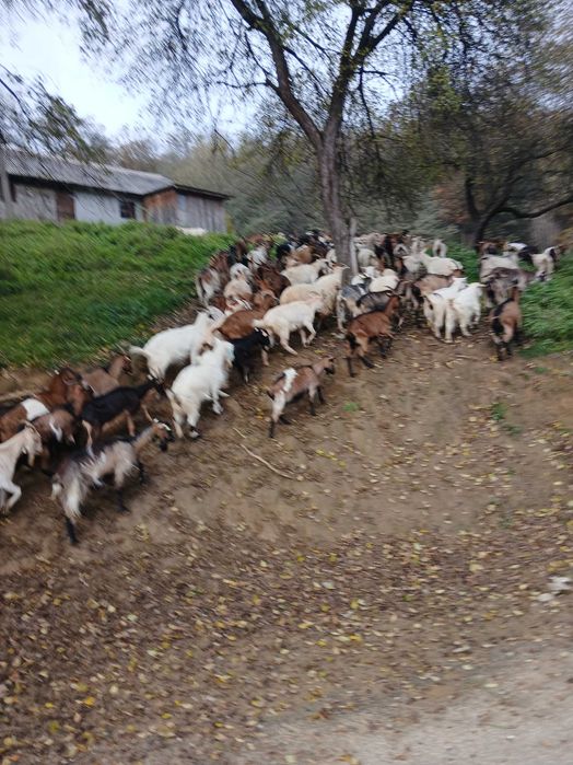 Vand 100 capre mature