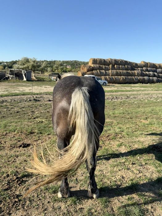 Vand harmasar de 3 ani