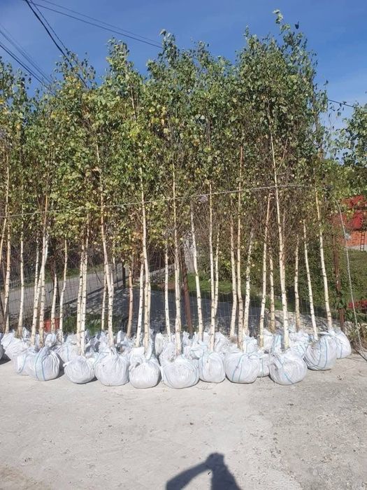 Mestecan alb vand ori unde in tara