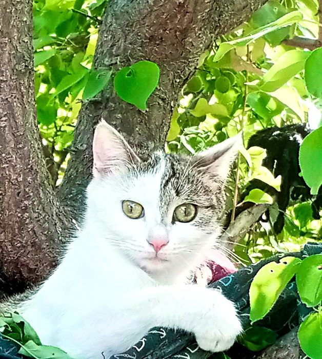 1 yosh Mushukchala hadyaga beriladi