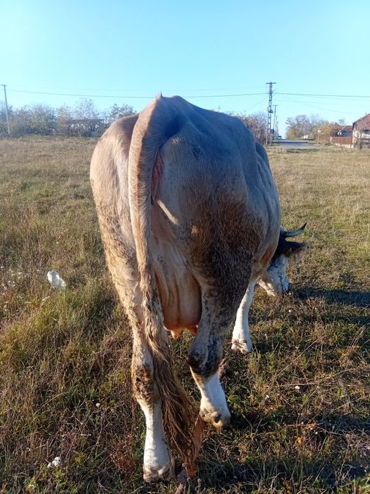 Vând vaca bălțată romaneasca 4 ani gestanta