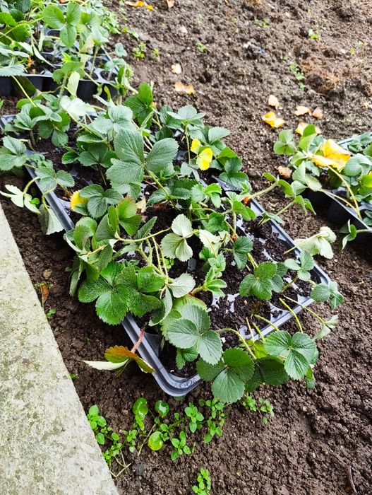 Разсад ягоди и малини