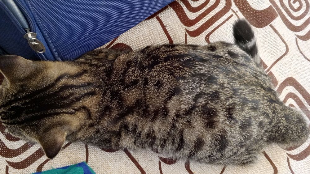 Коту отдам в даром, только в добрые руки.