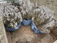 Tufe plante mari de lavanda Sevtopolis