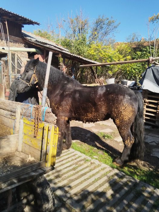 Продава се! 5 годишен!