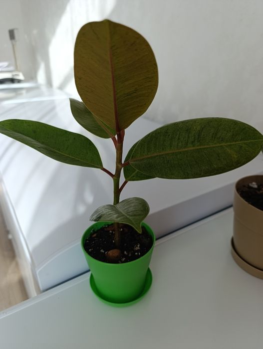 Фикус Шриверьяна