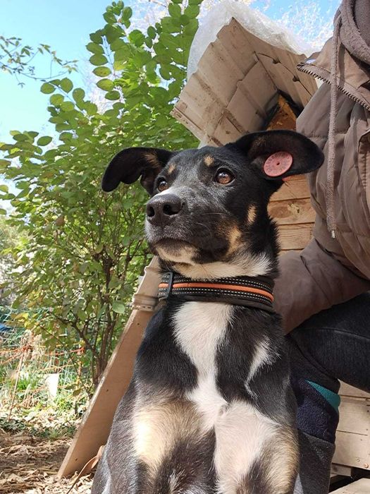 Защитница и охранница семьи Маргоша 7 мес. Стерелизована. Умничка.