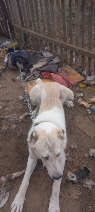 Алабай Еркек 10айлық Аты Хан