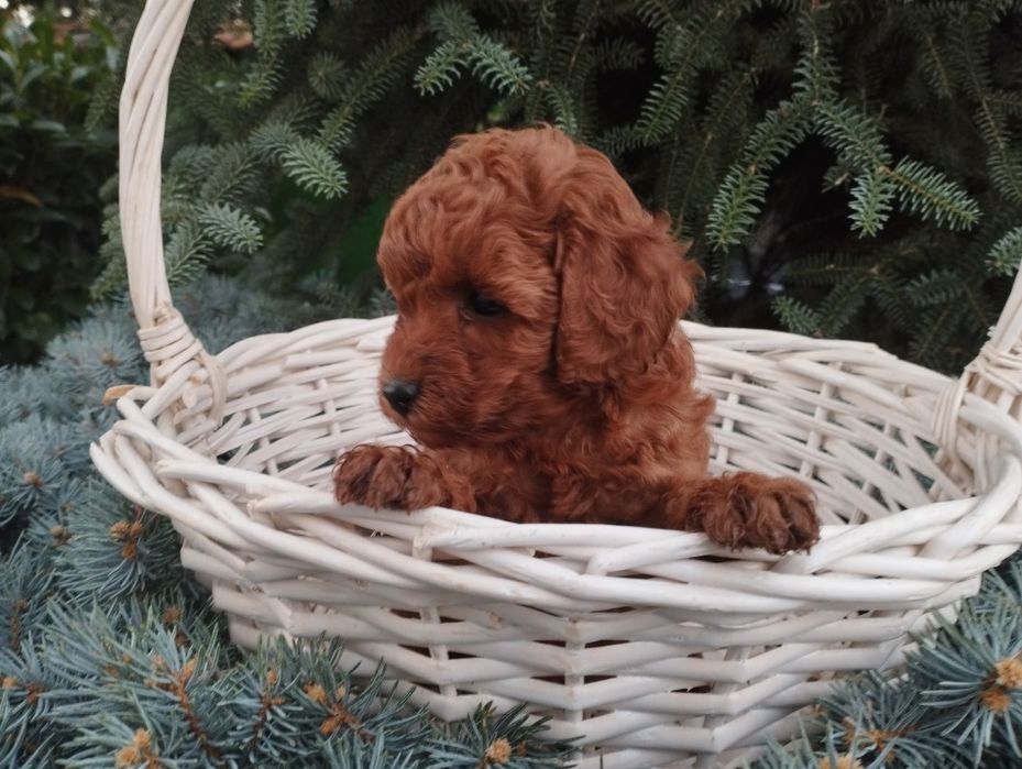 Той пудел Poodle toi