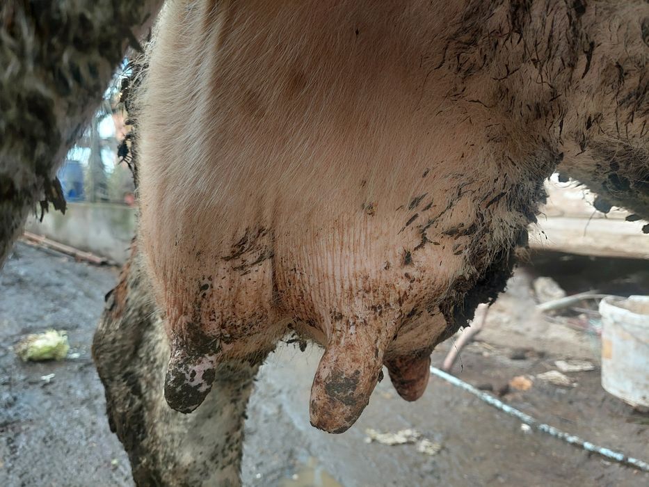 Vacā gestantă de  vânzare are 6 ani