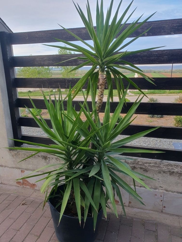 Yucca /plante ornamentale