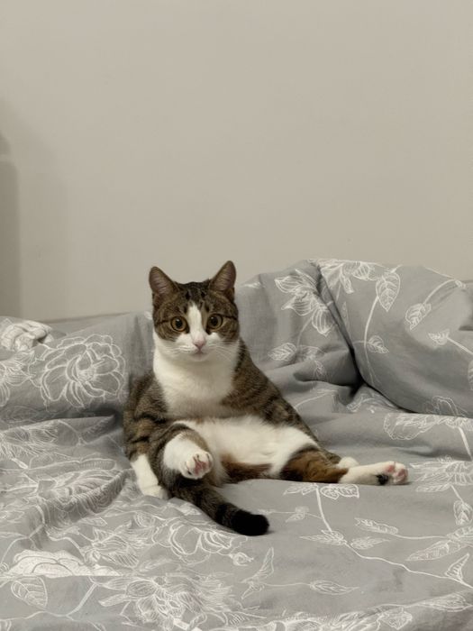 Отдам кошку в добрые,заботливые руки