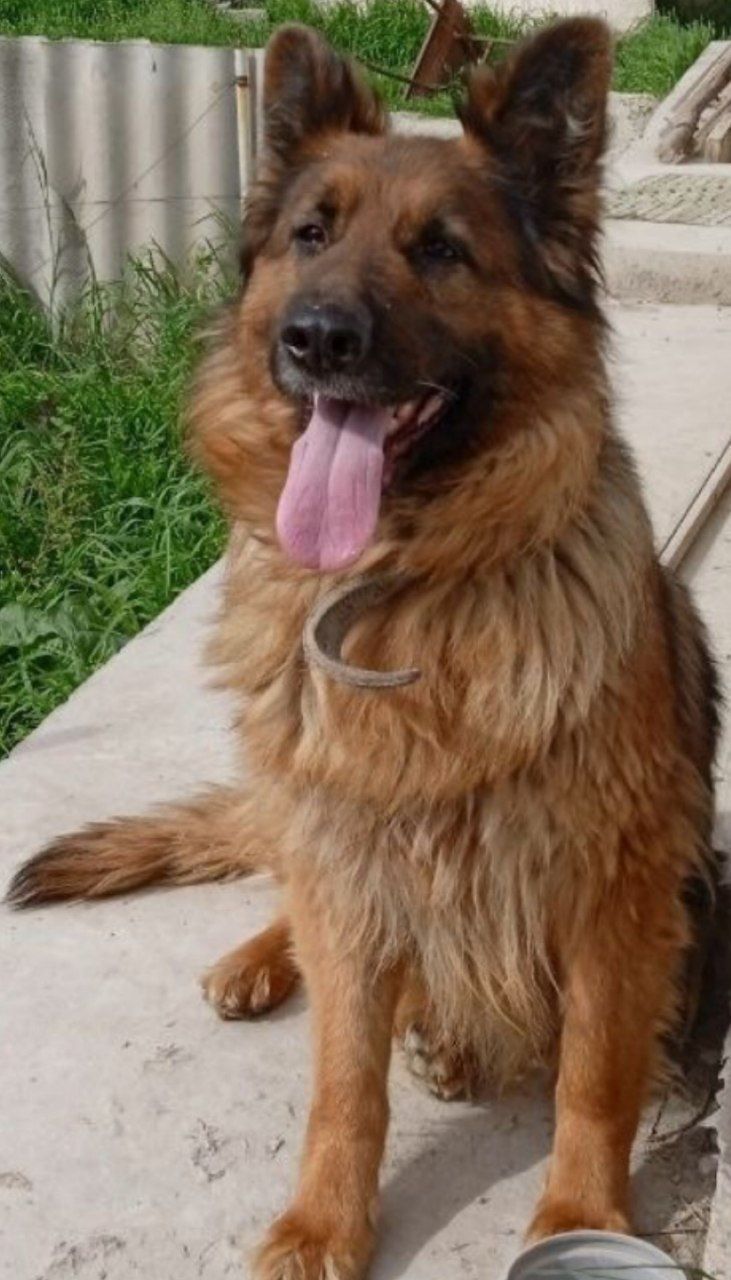 Ayol Nems Afcharka