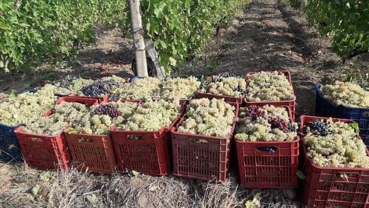 Struguri de vin productie 2025