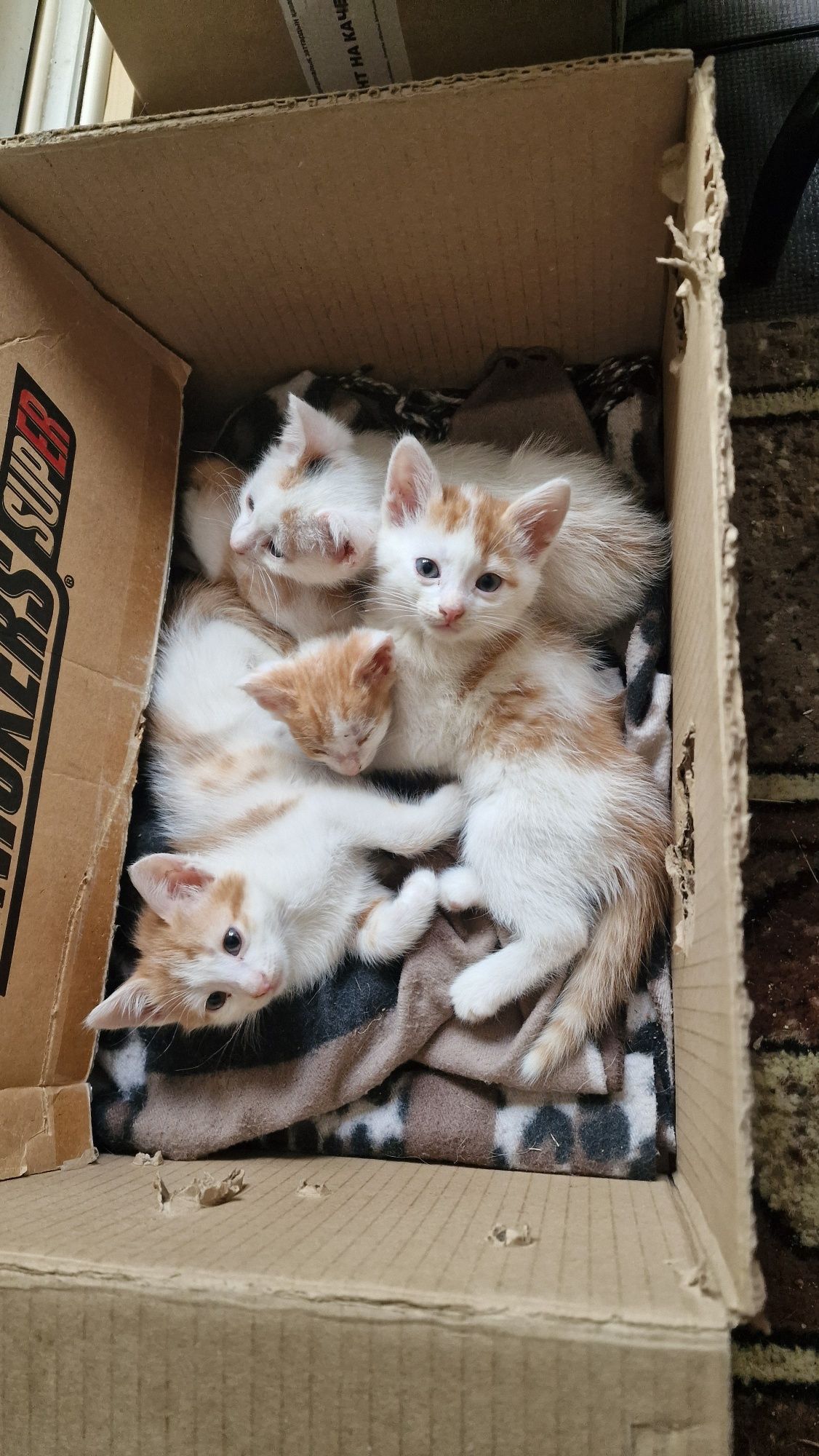 Отдам котят-мышеловов