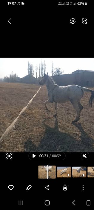 Жасынан асқан тай