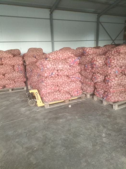 Cartofi de vanzare consum si pentru animale