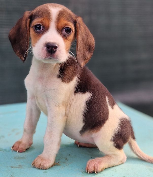 Beagle tricolor fetita