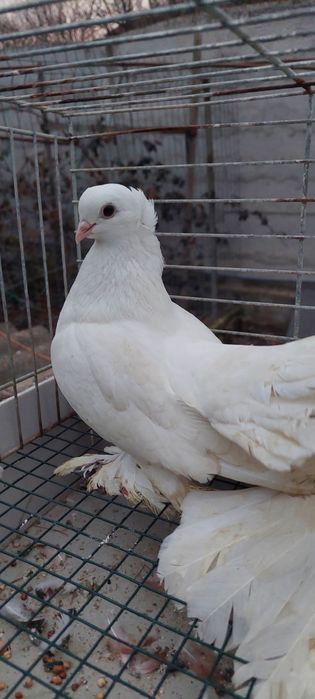 Porumbei jucatori bimotati,siberieni,takla