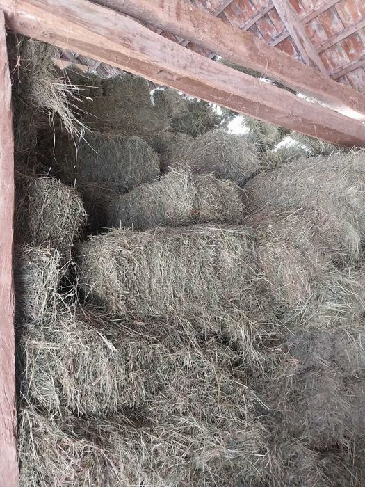 Vand baloti de fân 12 lei buc