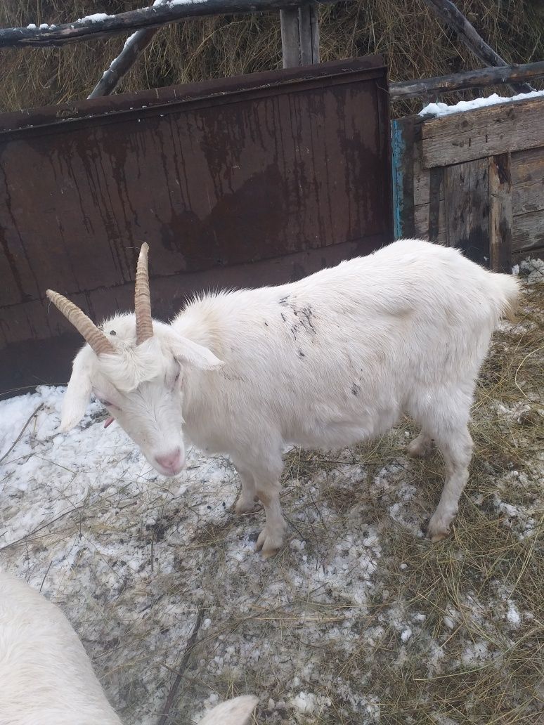 Продам дойную козу