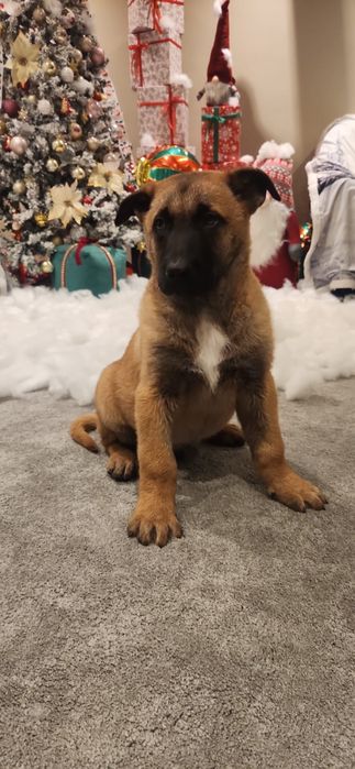 Belgian Malinois