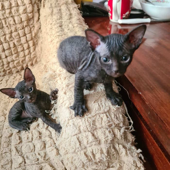Котята Донской сфинкс