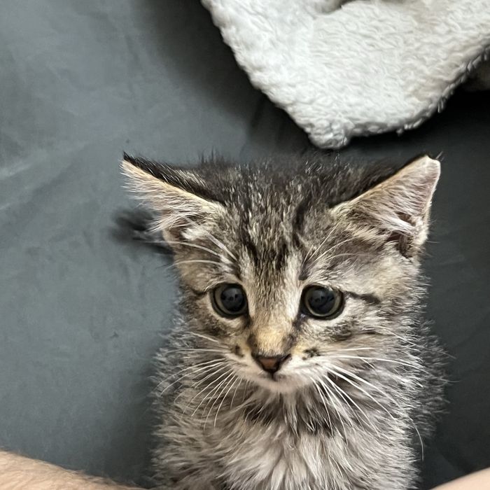 Отдам в дар котёнка