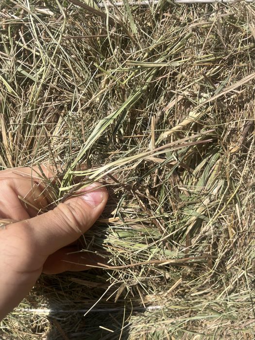 Продам сено лесное
