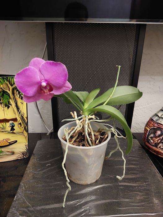 Продам      орхидею