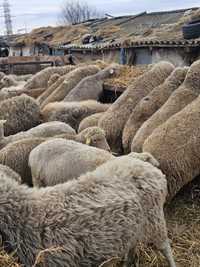 De vânzare 150 oi schimb cu vaci vitei miei  cârlan