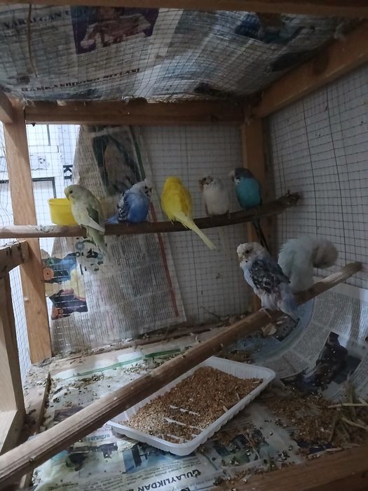 Popugaylar sotiladi donasi 80 ming babichka nar bor 250 ming