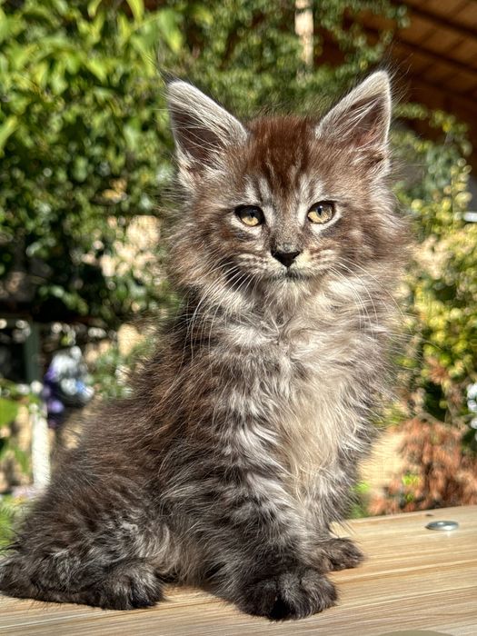 Мейн Куун Maine coon предлага котенца шоу-клас