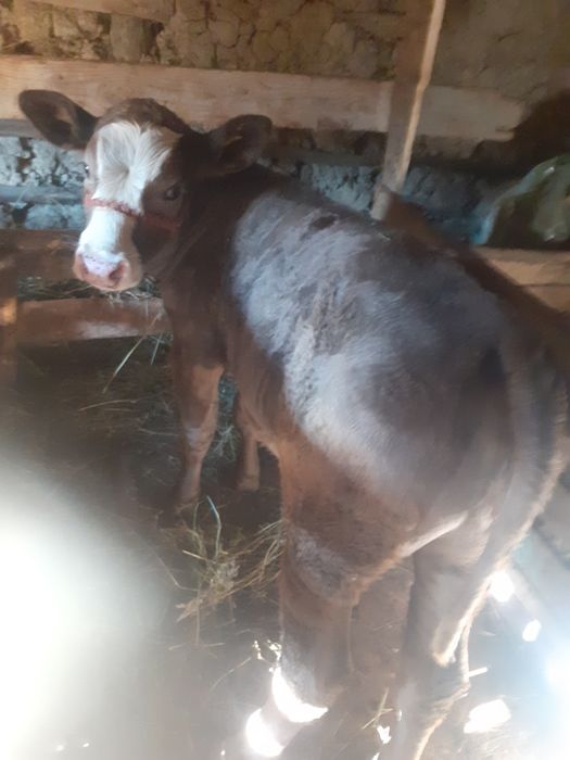 Vând vaca cu vitica