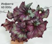 Бегонии декоративно лиственные.