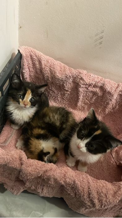 Возьмите их пожалуйста они бездомные их оставили на улице