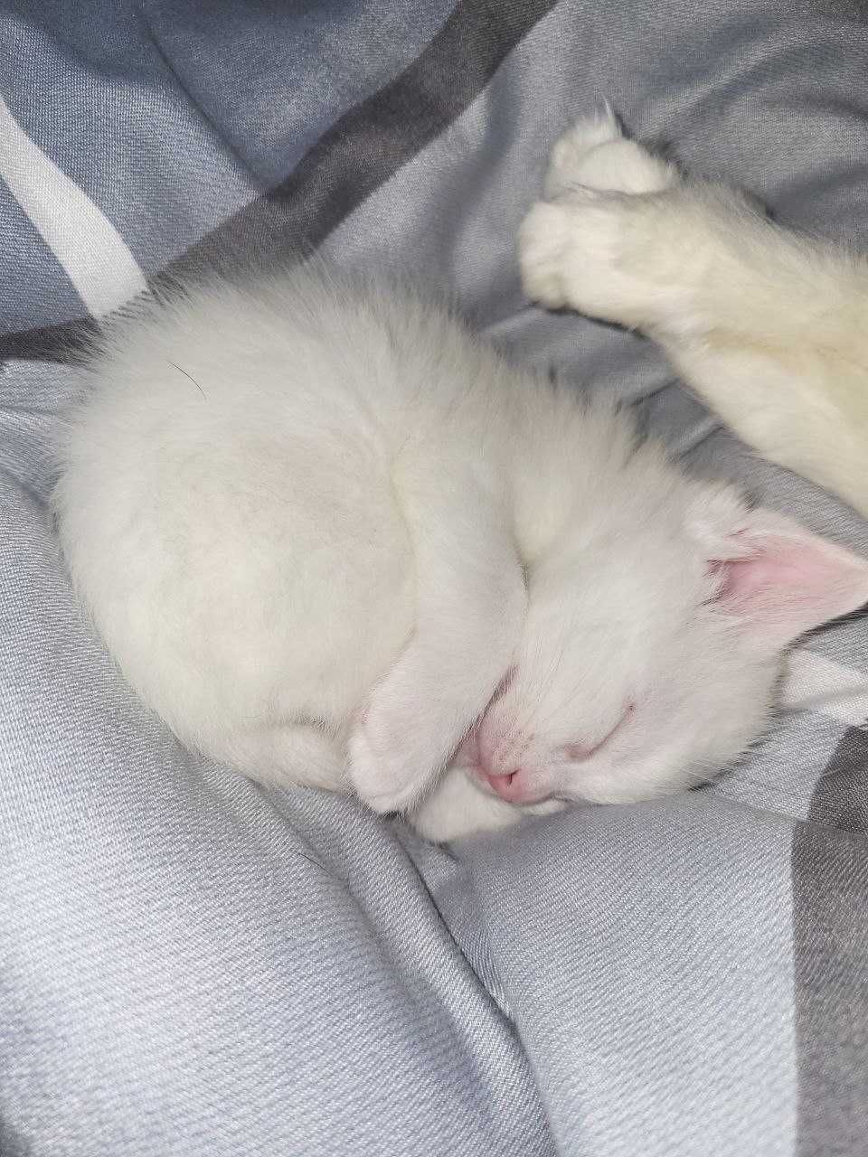 Котята турецкой ангорки