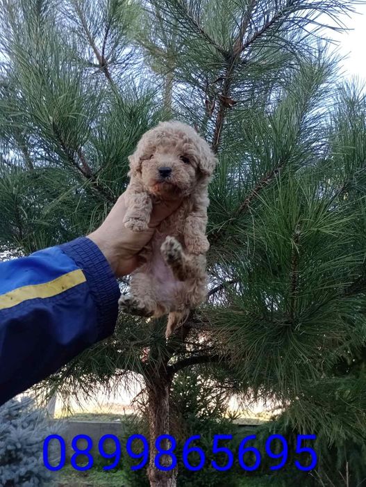 Мъжко Пуделче ...