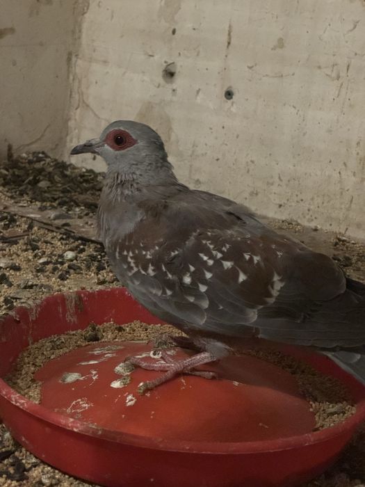 Turturele razatoare si aripa de bronz