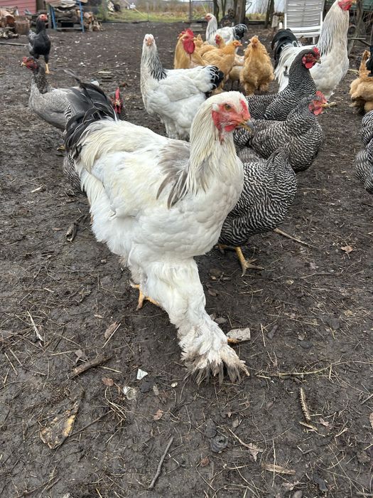 Cocosi Brahma hd Cochinchina urias Plymouth rok barat Marans