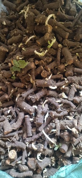 Павлония илдиз каламчалари бор 95.01. ФТЕ навлари бор