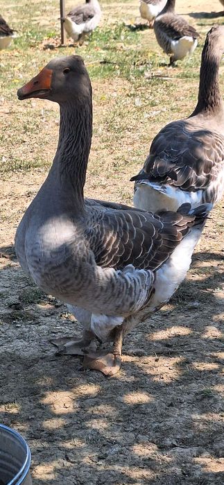 Vindem gâște puternice și sănătoase