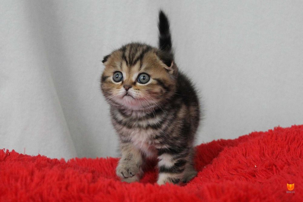 Вислоухие шотландские котята