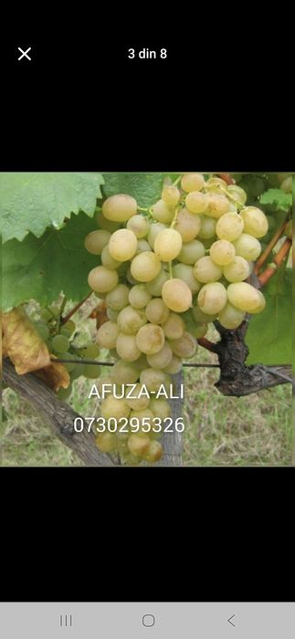Vând Butași viță de vie Altoita si Hibrid direct de la PRODUCĂTOR