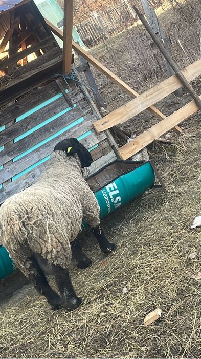 Miei și oi Suffolk in Arges de Vânzare