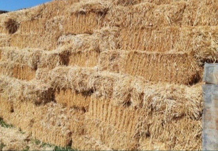 Шоли прес сотилади