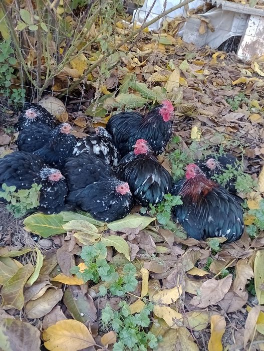 Cochinchina pitic 2025