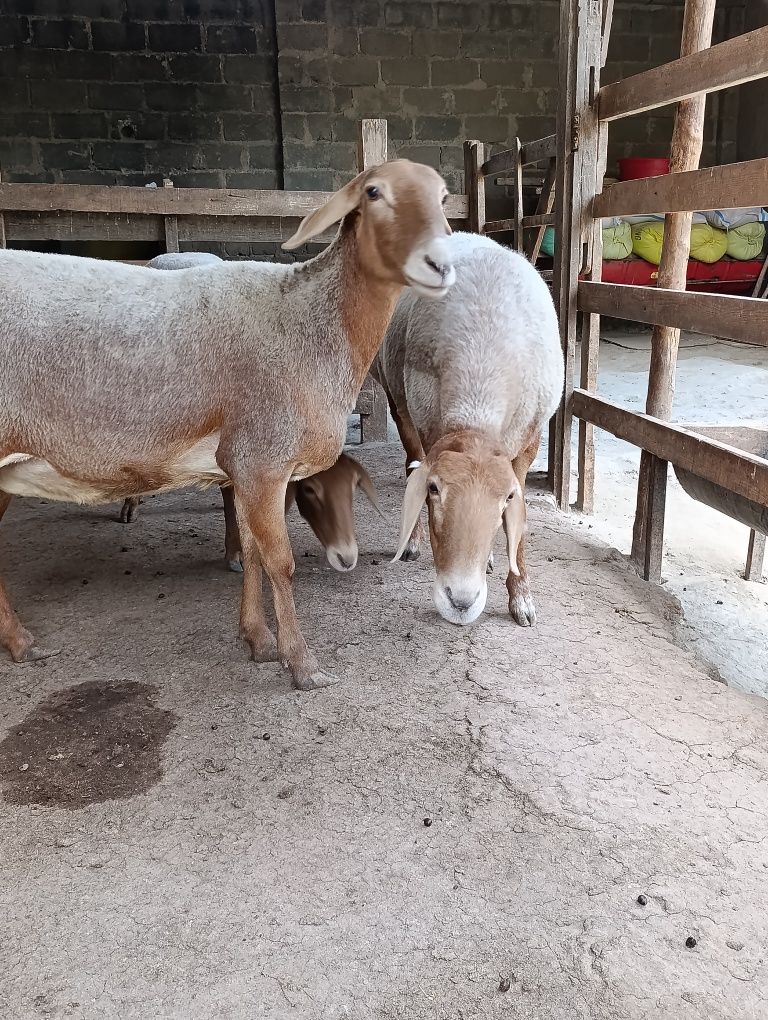 Boguz qoylar sotiladi