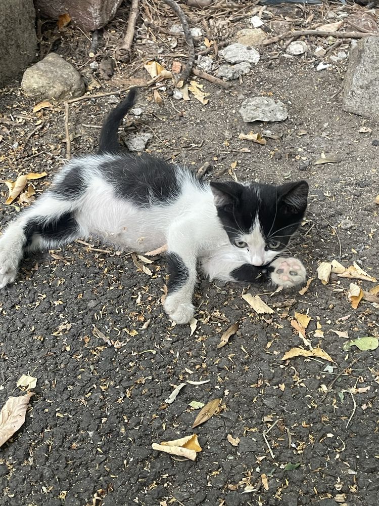Подарявам малко коте